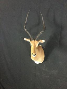 Impala Taxidermy Mount