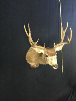 Mule Deer Taxidermy Mount
