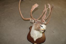 Mount