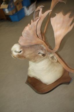Mount