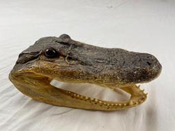 Genuine preserved alligator head with glass eyes 8.5"