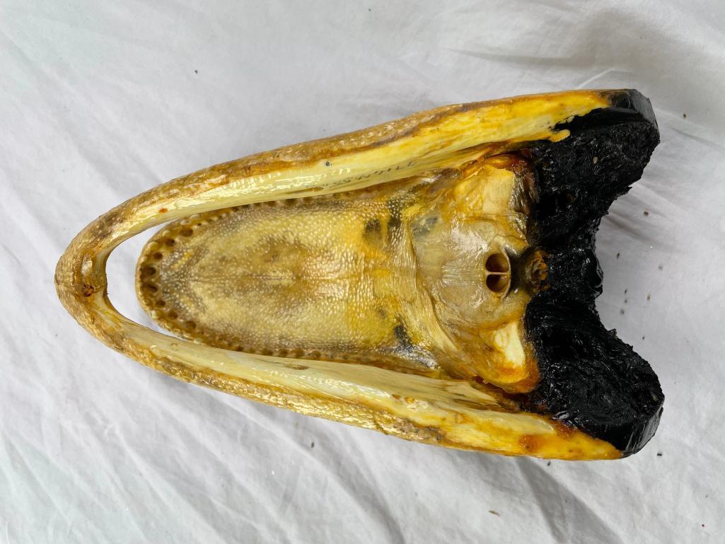 Genuine preserved alligator head with glass eyes 8.5"