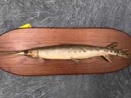 Gar Fish Mount