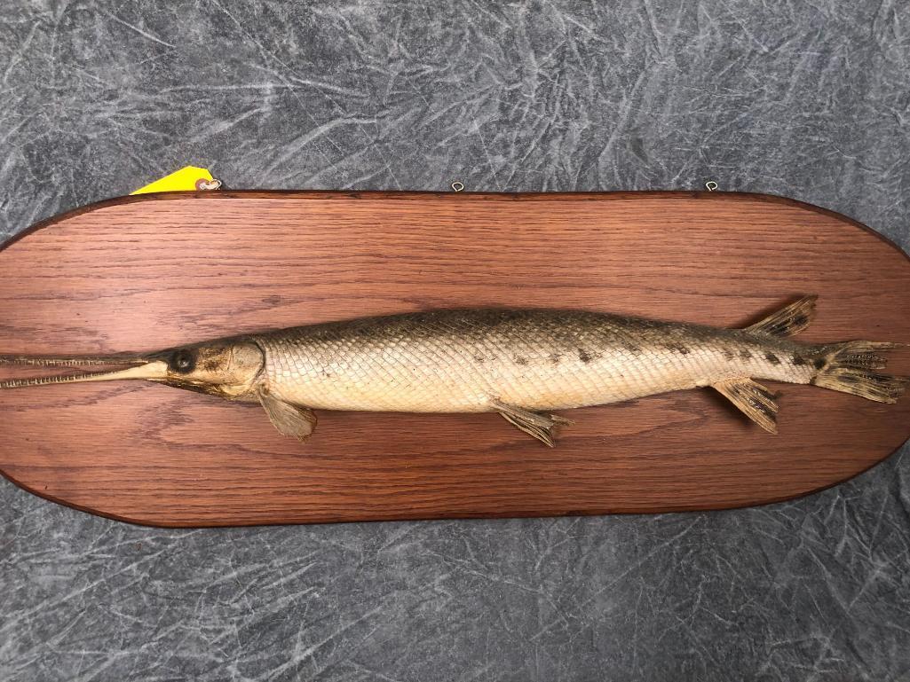 Gar Fish Mount