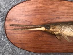 Gar Fish Mount