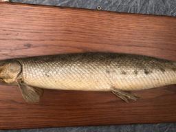 Gar Fish Mount
