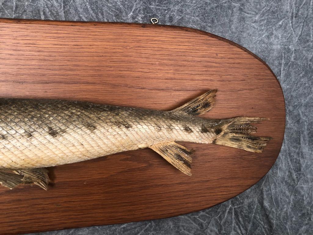 Gar Fish Mount