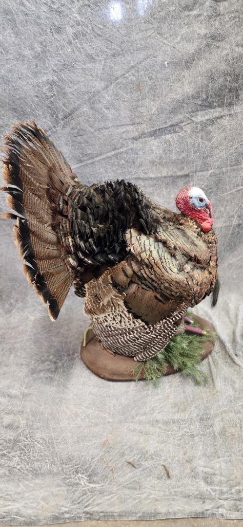 Tom Turkey Mount