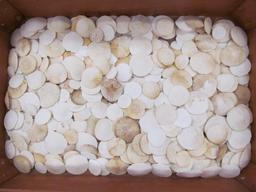 Hundreds of Sand Dollars under Glass Lamp Table