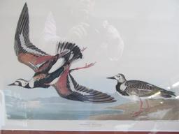 (2) Audubon Folio Bird Prints