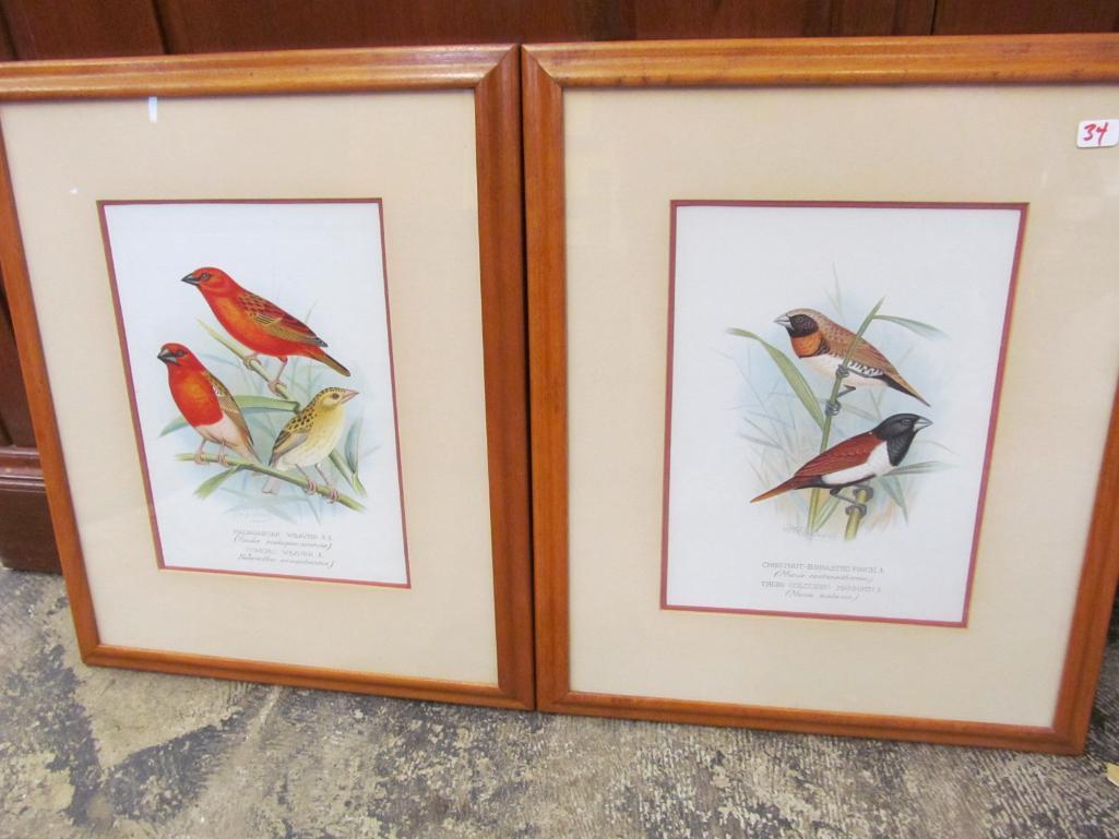 (2) Nicely Framed Bird Prints