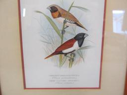 (2) Nicely Framed Bird Prints