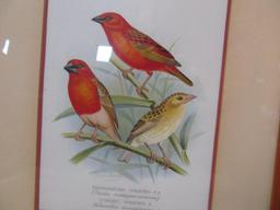 (2) Nicely Framed Bird Prints