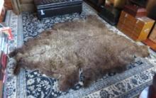 Bear Area Rug
