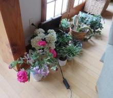 Asst. Real & Artificial Plants & Decoratives