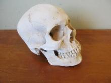 Realistic Plaster Human Skull