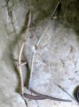 (2) Antique Scythes & Snaths