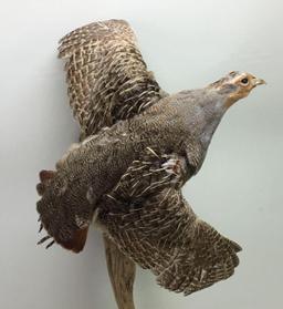 Grey Partridge Full Body Mount