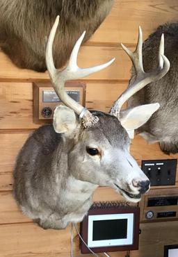 Blacktail Deer Shoulder Mount