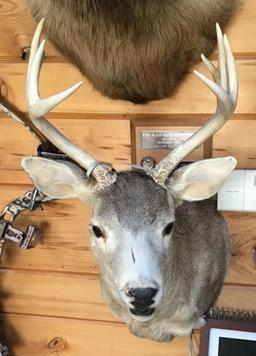 Blacktail Deer Shoulder Mount