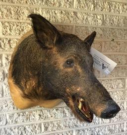 Wild Boar Shoulder Mount