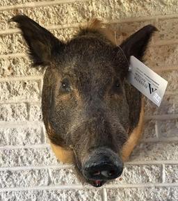 Wild Boar Shoulder Mount