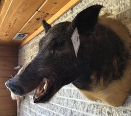 Wild Boar Shoulder Mount
