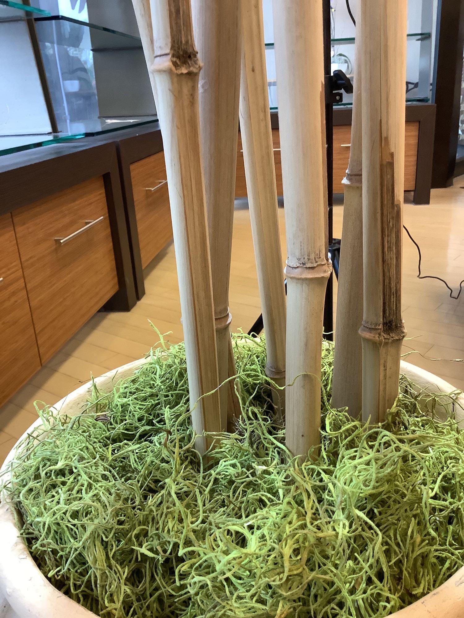 Planter with Bamboo