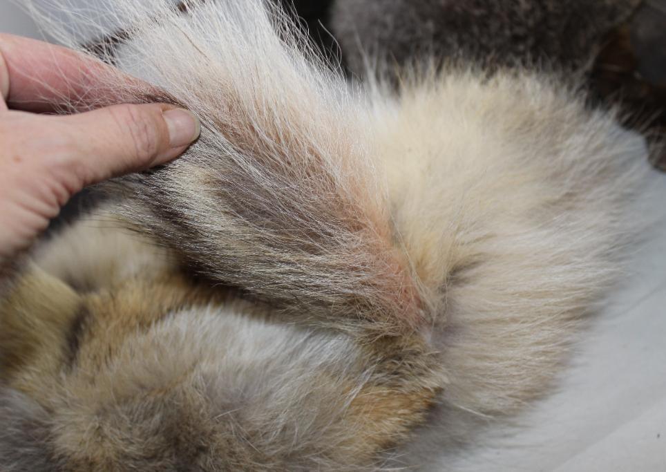 Three Older Fur and Leather Hats
