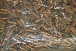 Near 25 Lbs. 308 Caliber Bullets for Reloading