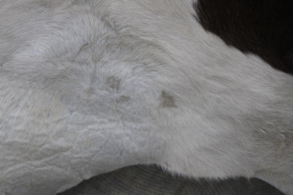 Auburn and White Spotted Cow Hide