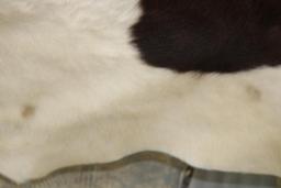 Auburn and White Spotted Cow Hide