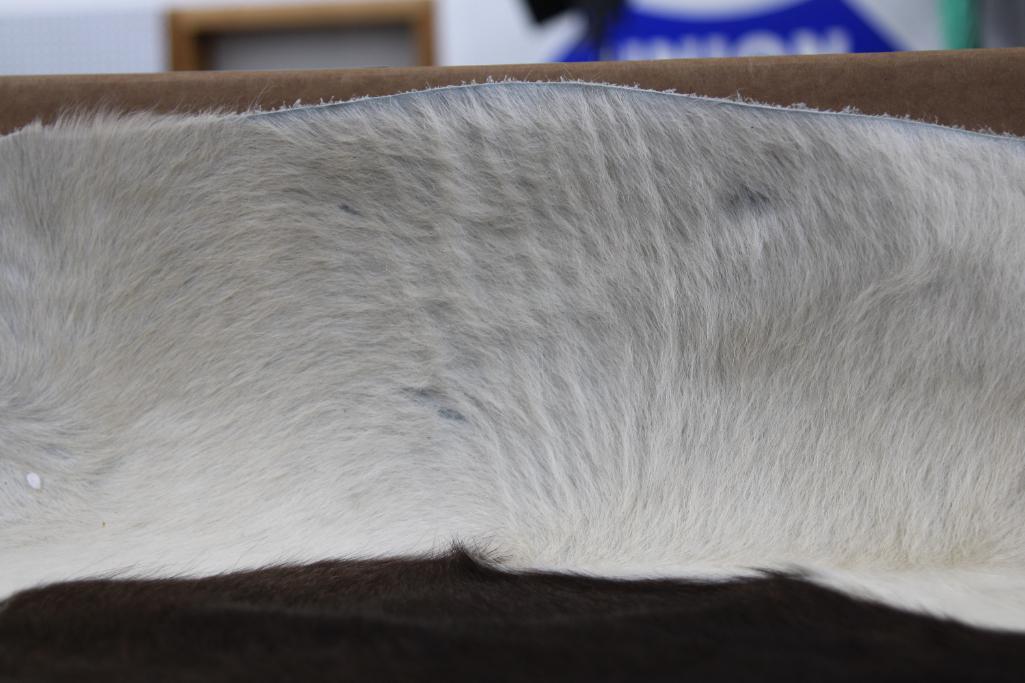 Auburn and White Spotted Cow Hide