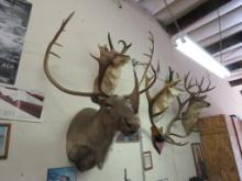 Taxidermy