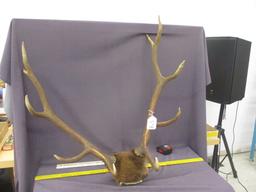 4x4 Elk Antlers