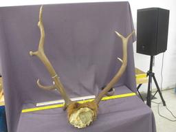 4x4 Elk Antlers