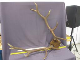 4x4 Elk Antlers