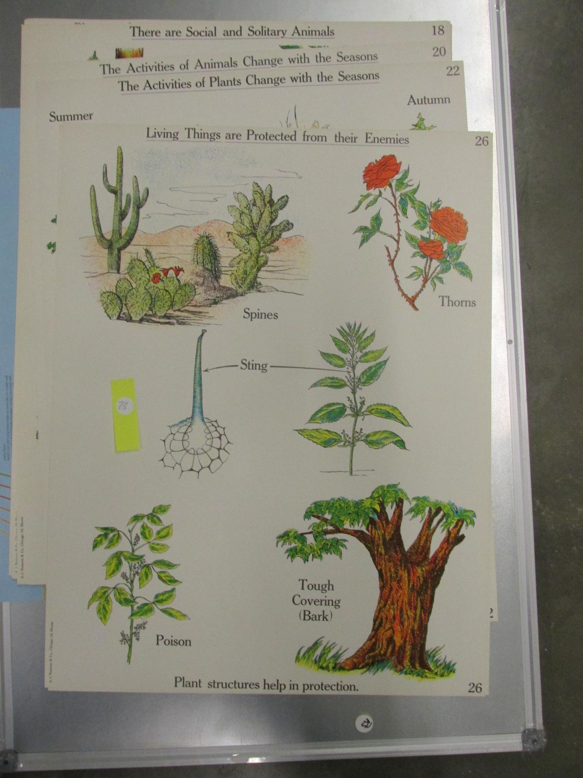 A.J. Nystrom & Co. - Science Teaching Charts (Elementary School) 1960's era 18x 24” each