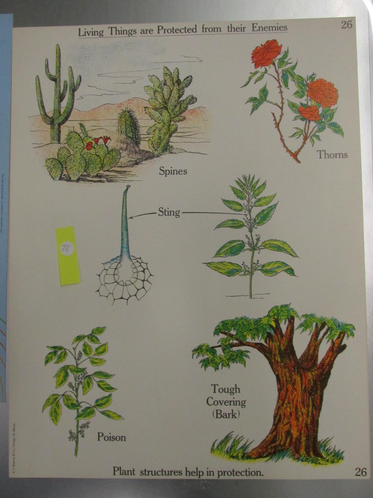 A.J. Nystrom & Co. - Science Teaching Charts (Elementary School) 1960's era 18x 24” each