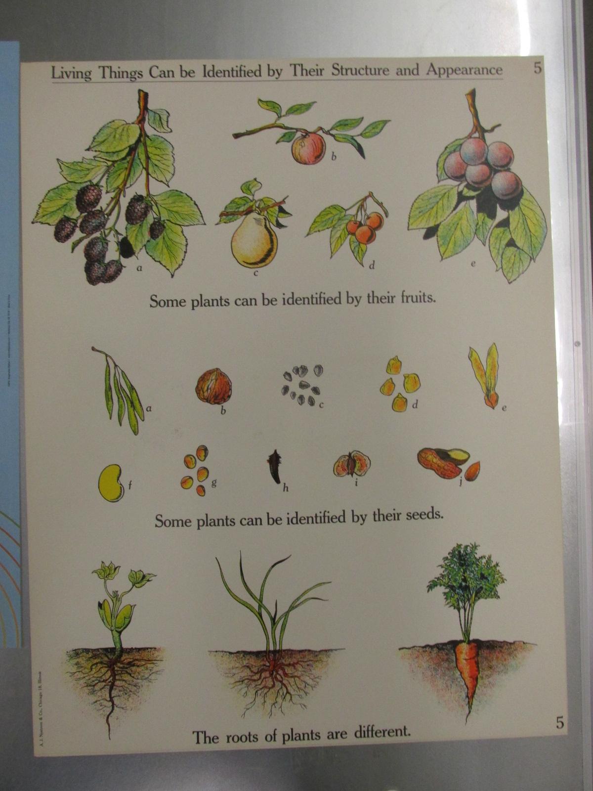 A.J. Nystrom & Co. - Science Teaching Charts (Elementary School) 1960's era 18x 24” each