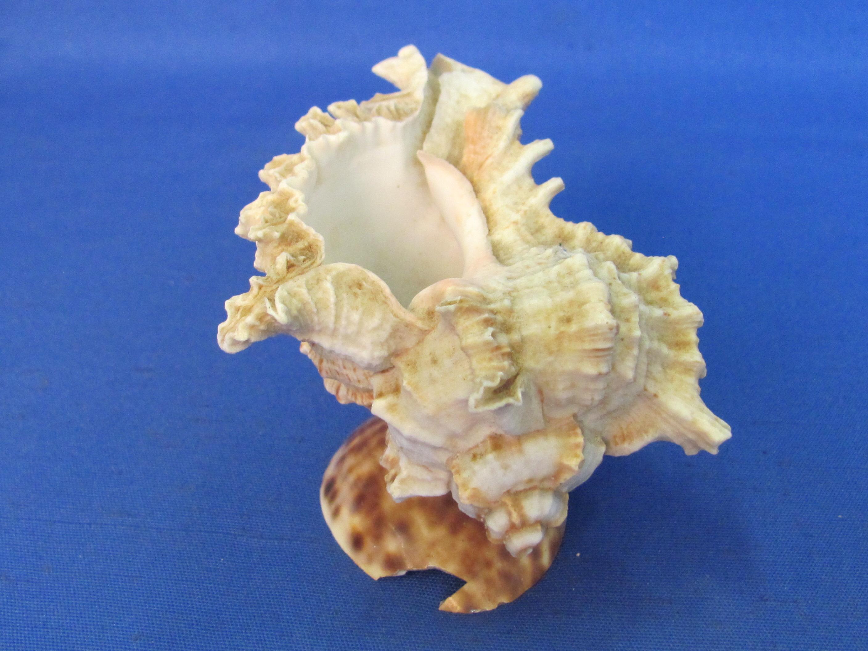 2 Sea Shells – 1 made into a Pin Cushion (About 5” long)