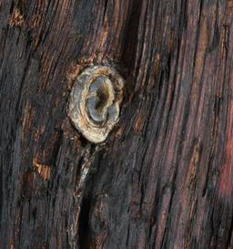 CIVIL WAR ROCKY FACE MOUNTAIN GEORGIA WAR LOG