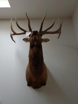 Elk mount, large