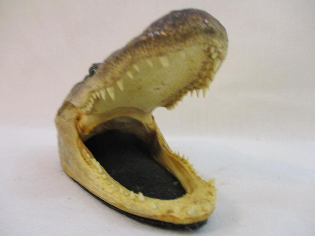 Preserved Alligator Head, farm head, 5 oz
