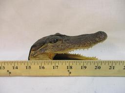 Preserved Alligator Head, farm head, 5 oz