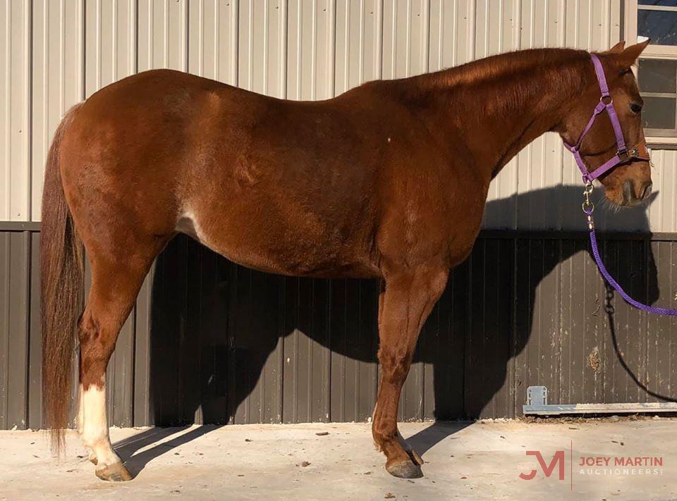 Special Metallic 2014 Sorrel AQHA Mare (Metallic Cat X DP Special Gray) NCHA Money Earner