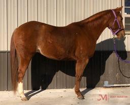 Special Metallic 2014 Sorrel AQHA Mare (Metallic Cat X DP Special Gray) NCHA Money Earner