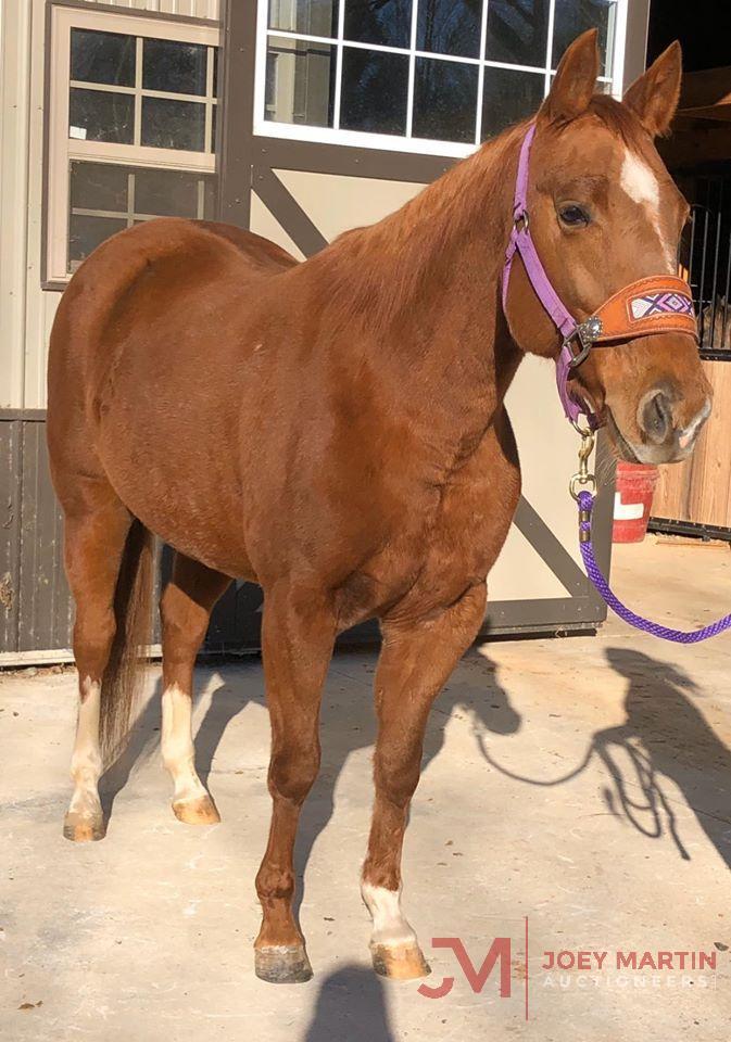 Special Metallic 2014 Sorrel AQHA Mare (Metallic Cat X DP Special Gray) NCHA Money Earner