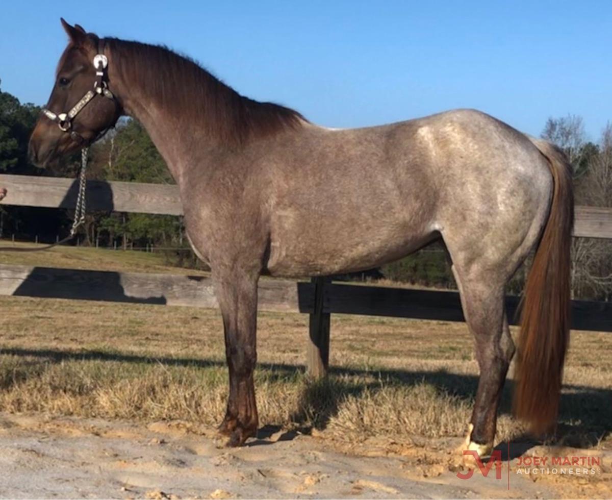 One Royal Pepto 2017 Red Roan AQHA Mare (One Time Pepto X Stand Out Cat)