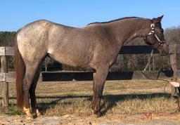 One Royal Pepto 2017 Red Roan AQHA Mare (One Time Pepto X Stand Out Cat)